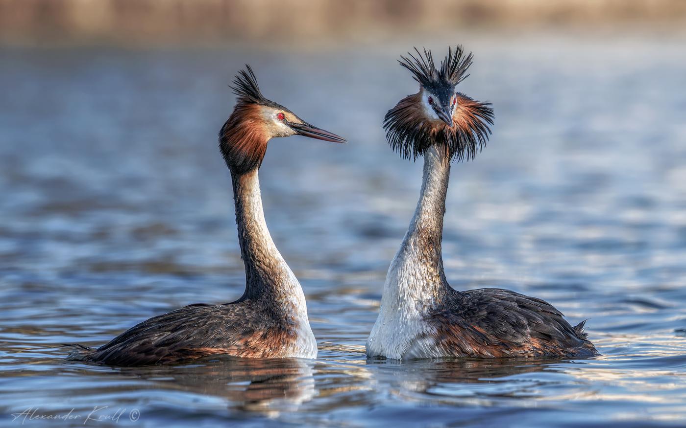 Чомги. Семейный портрет.
