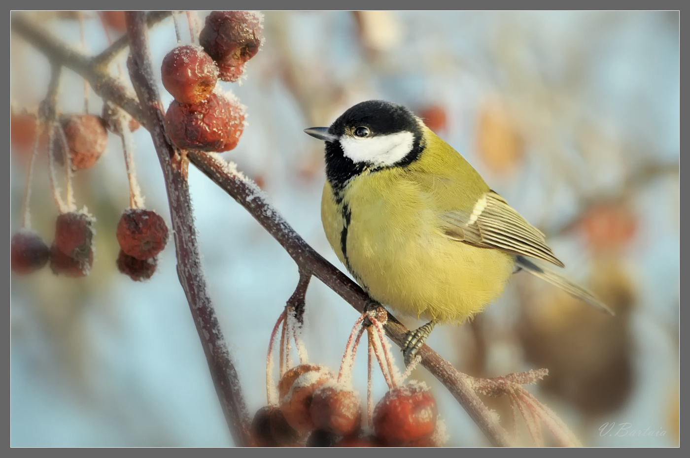 Наши птички: воробьи да синички