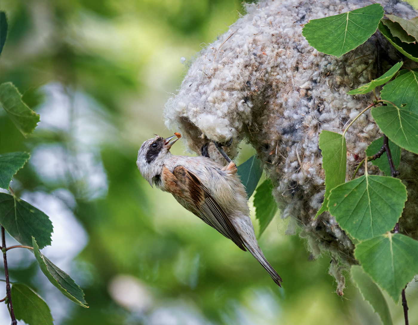 Ремез у гнезда с потомством.