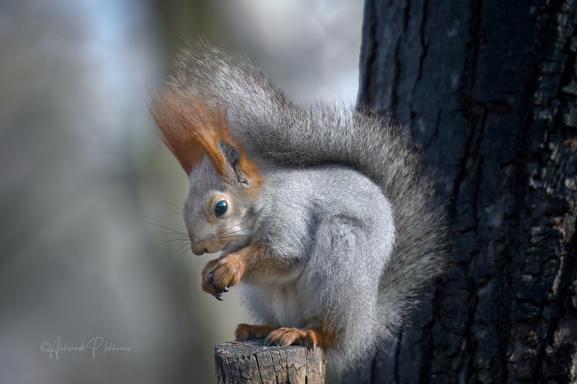 Белочка в зимней шубке с орешком