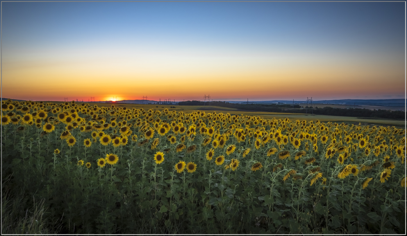 Подсолнухи