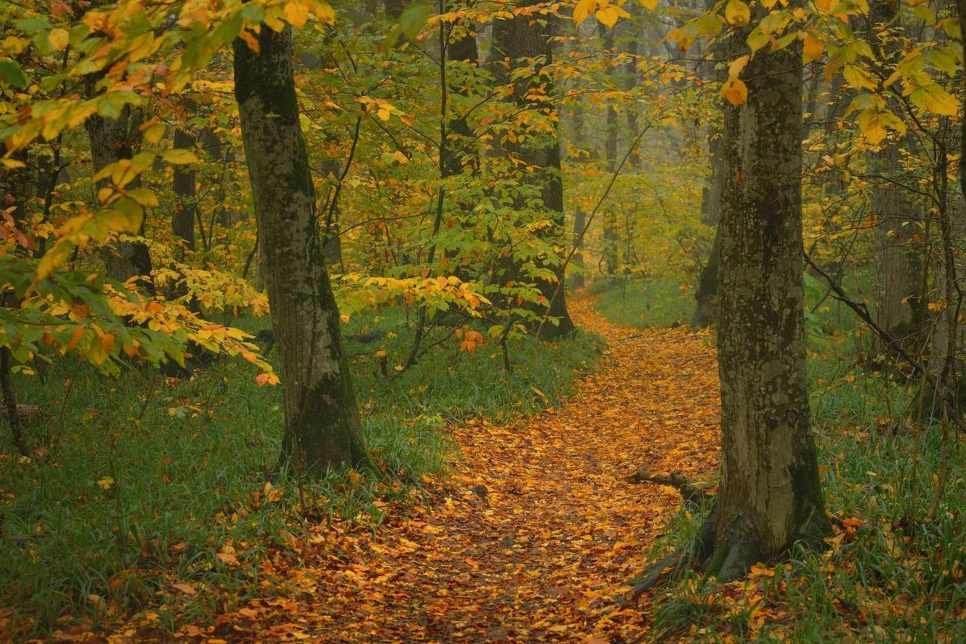 Осенняя тропа
