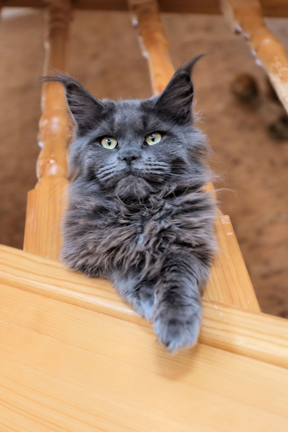 Милая кошечка