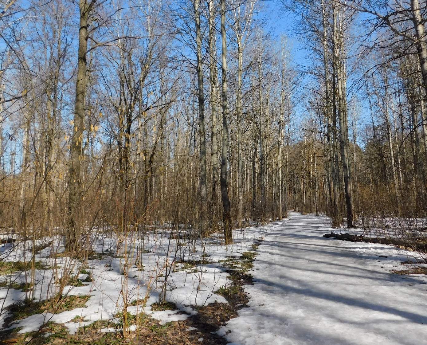 Солнечный день в марте