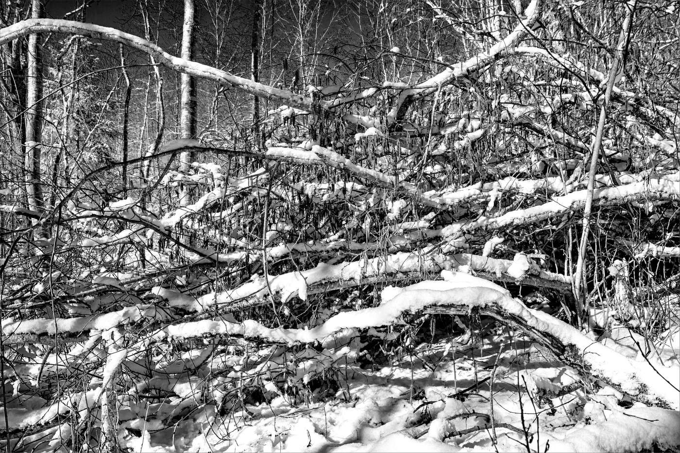 Жизнь вокруг