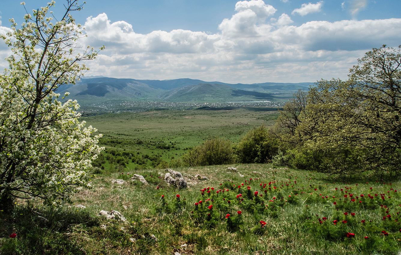 Весна в цвету