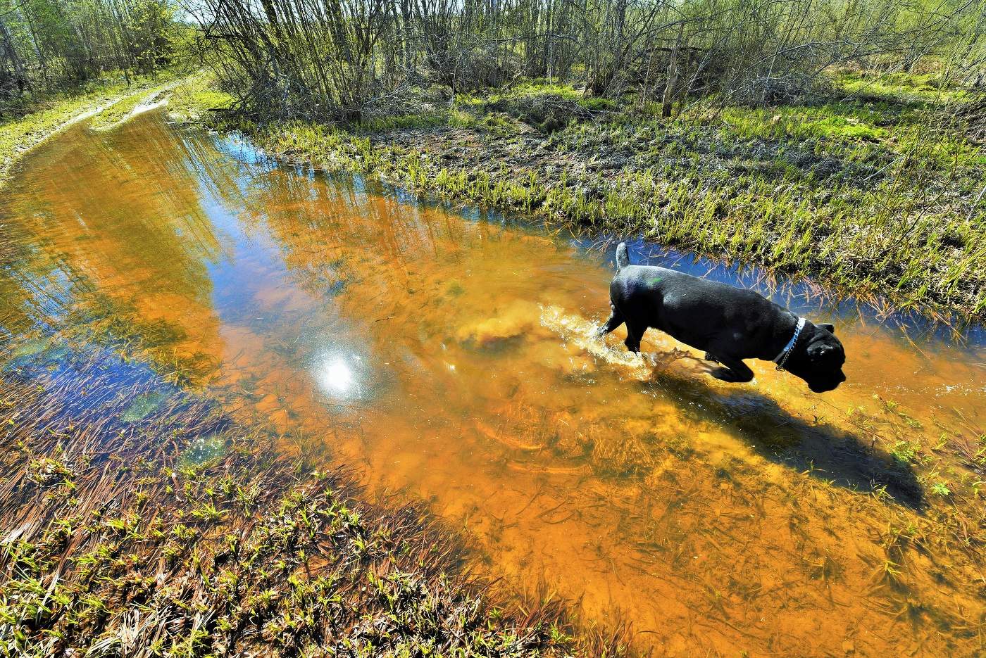 Гуляя по весенним дорогам ...