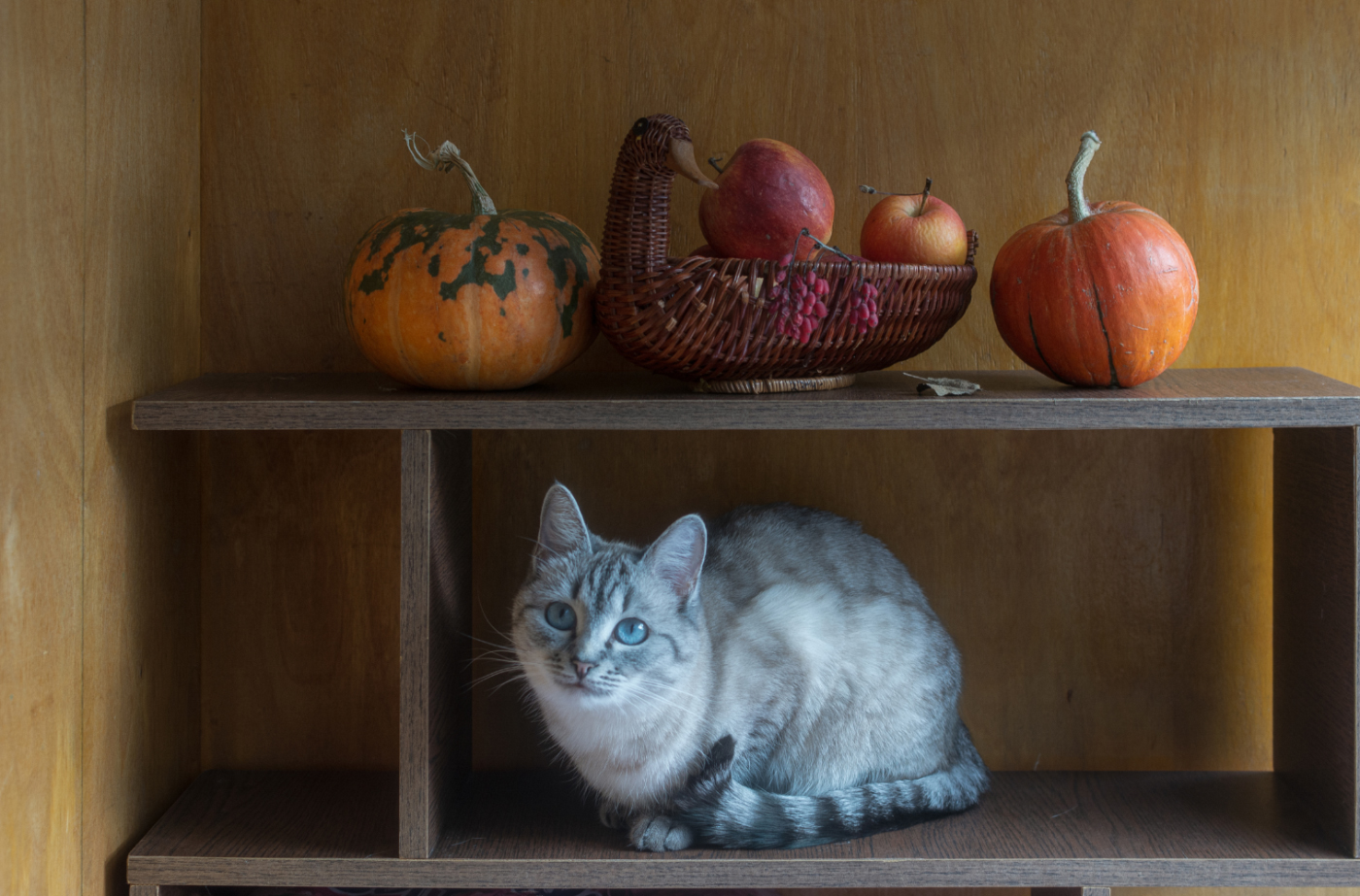 Осеннее. Натюрморт с кошкой.