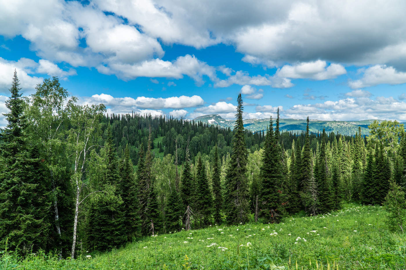 Поднебесные зубья