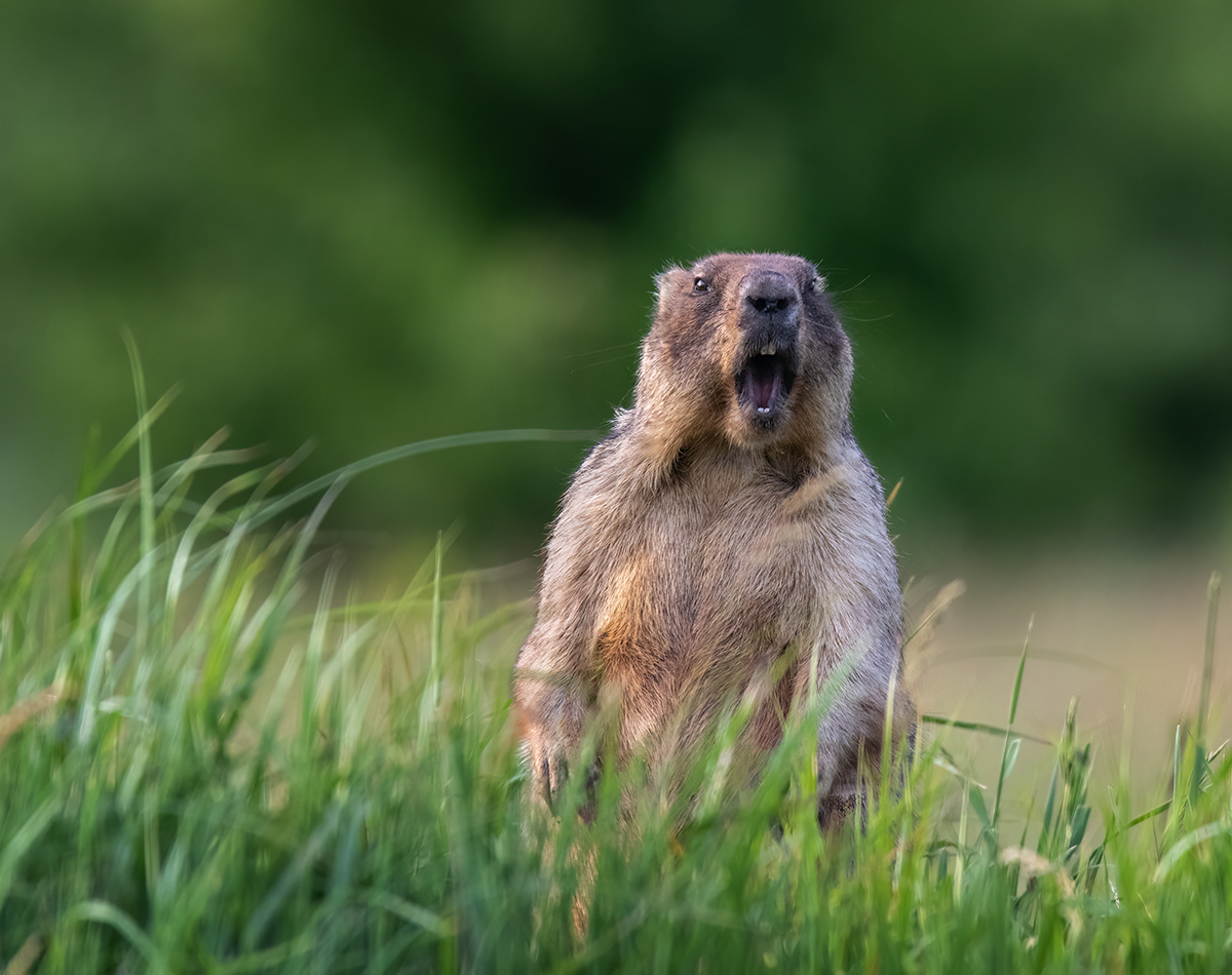Сигнал тревоги