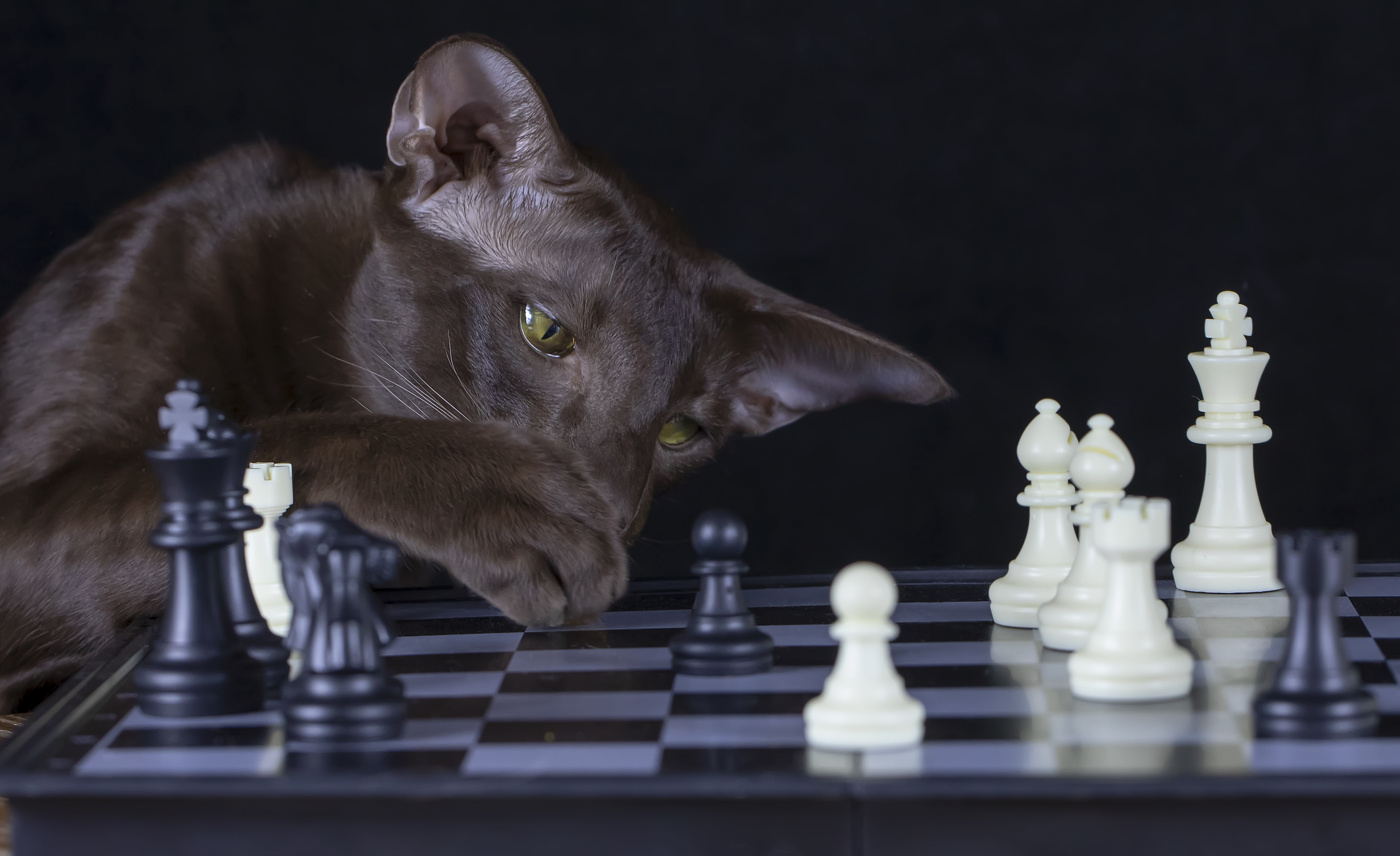 Гроссмейстер)