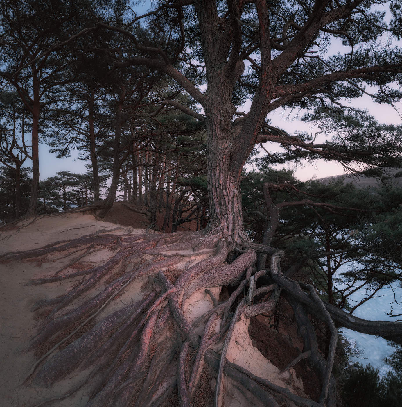 Вечер в сосновом бору, или Как фотограф всех медведей распугал