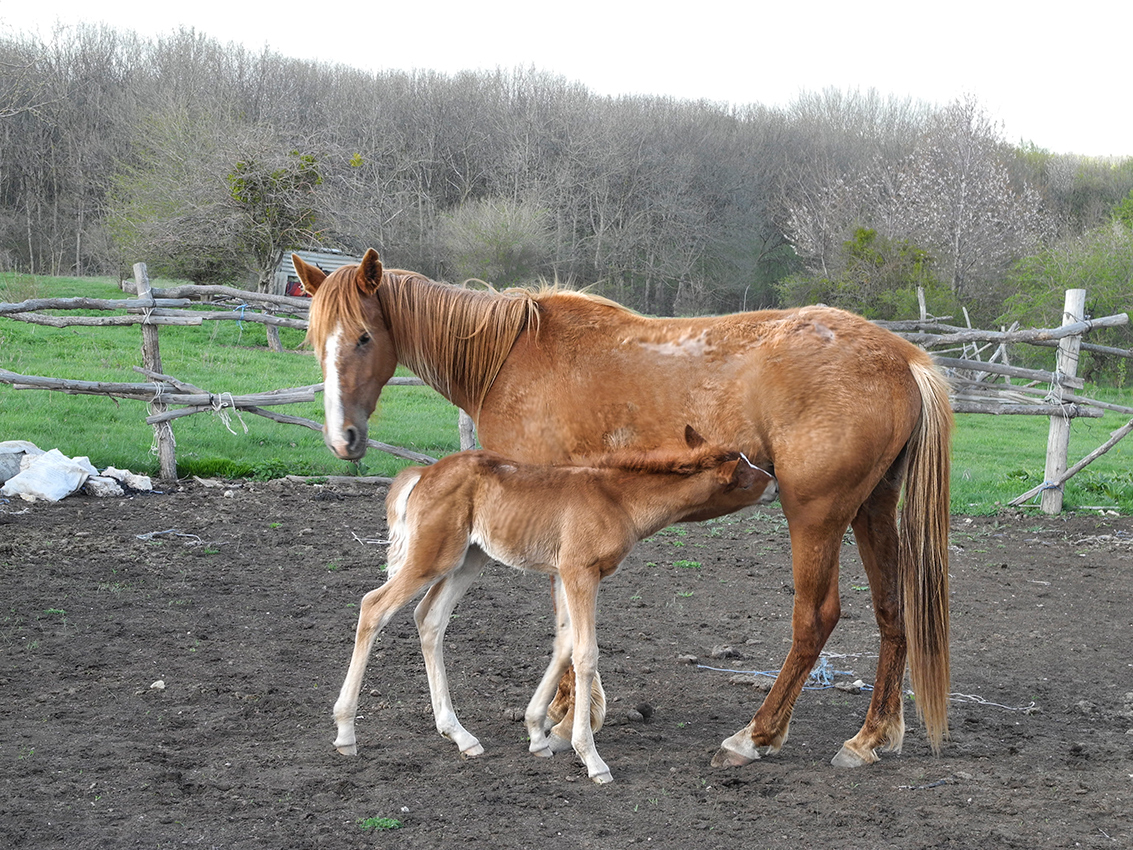 Завтрак первенца