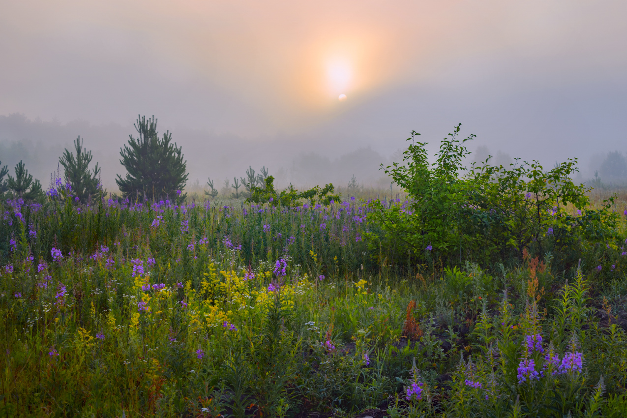 Июльское утро.