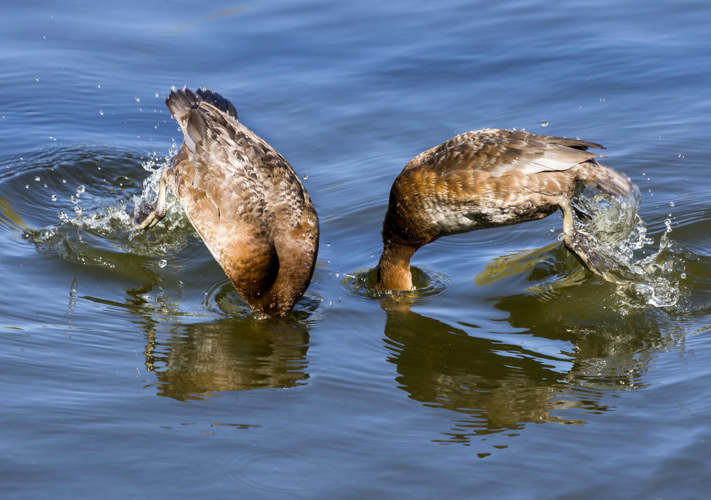 Ныряльщики.