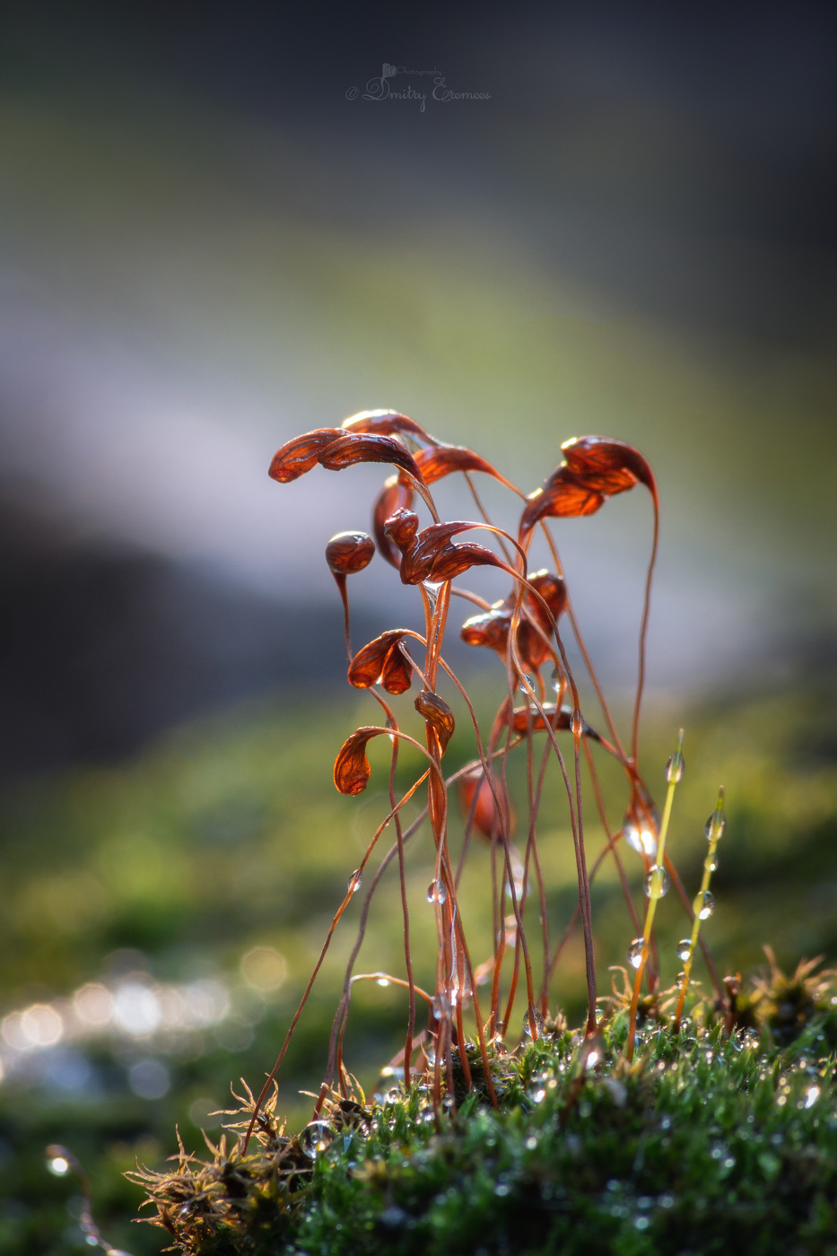 Мартовская семейка...