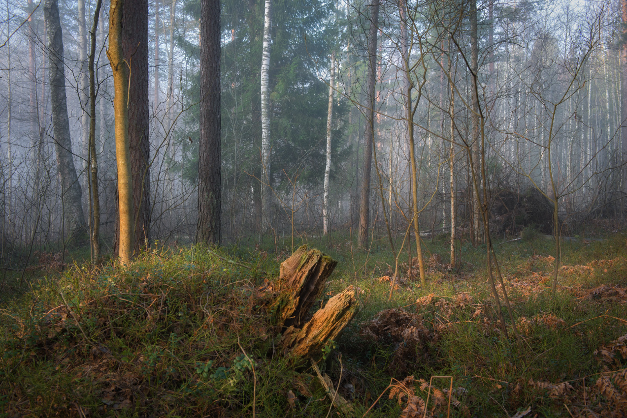 Утренний сюжет. Март.