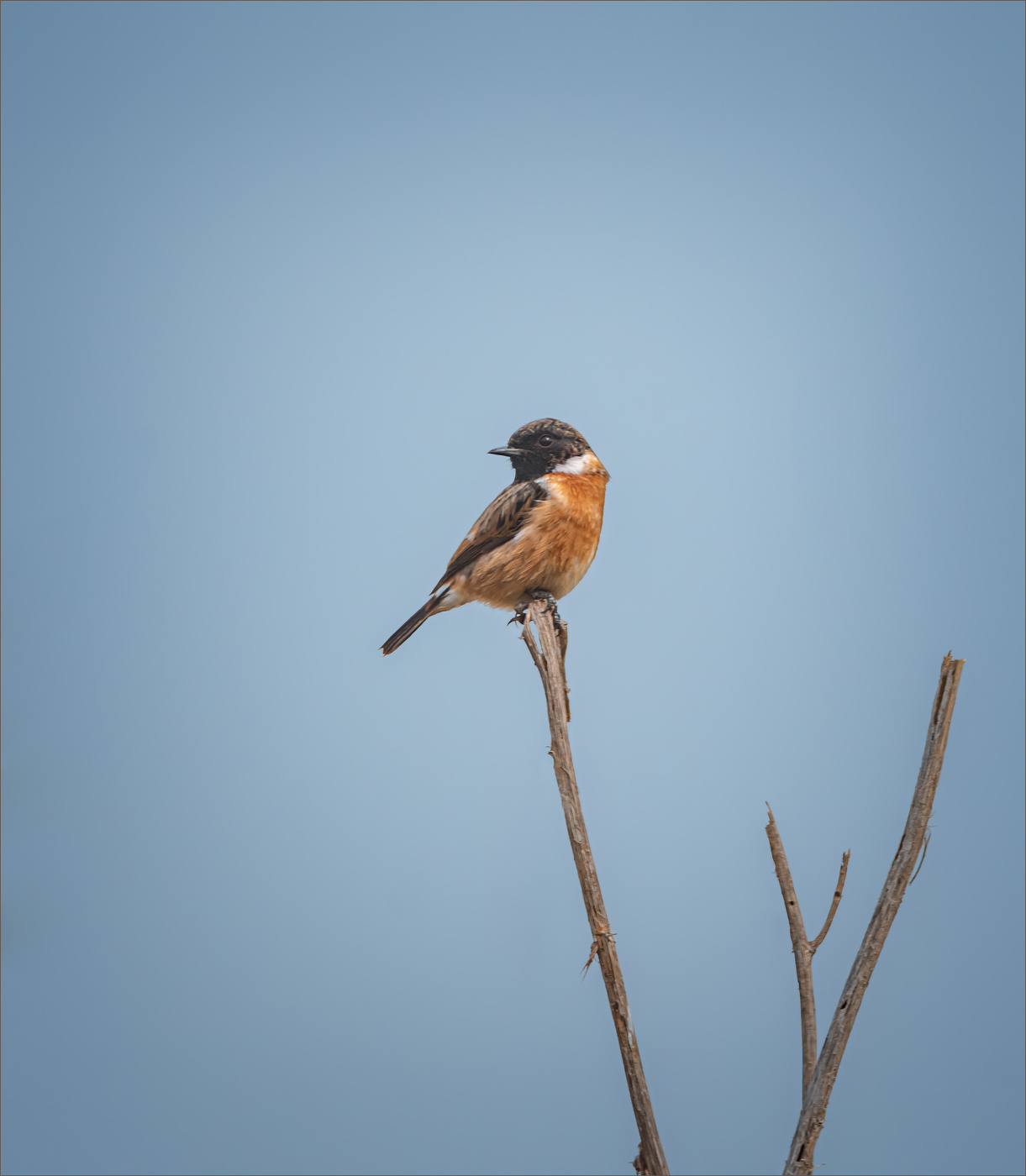 Птичка-невеличка