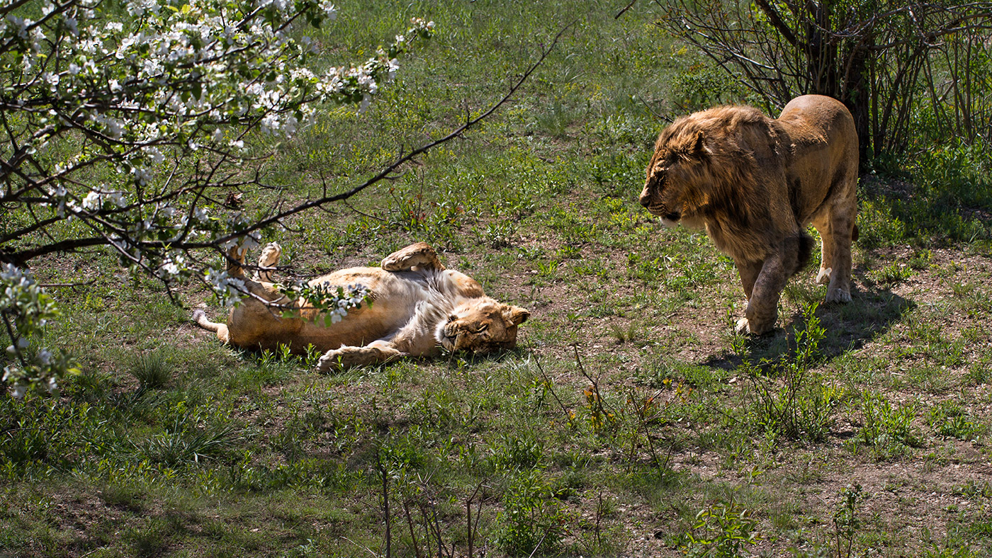 Любовь зацвела