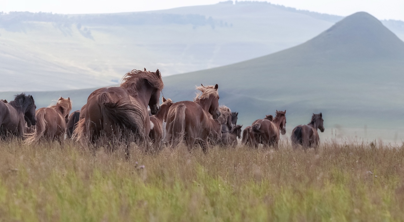 Бегущие по ветру