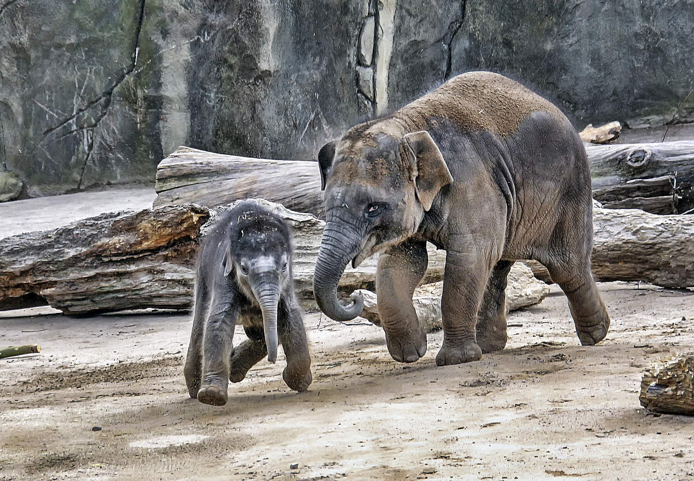 Игры слонёнков