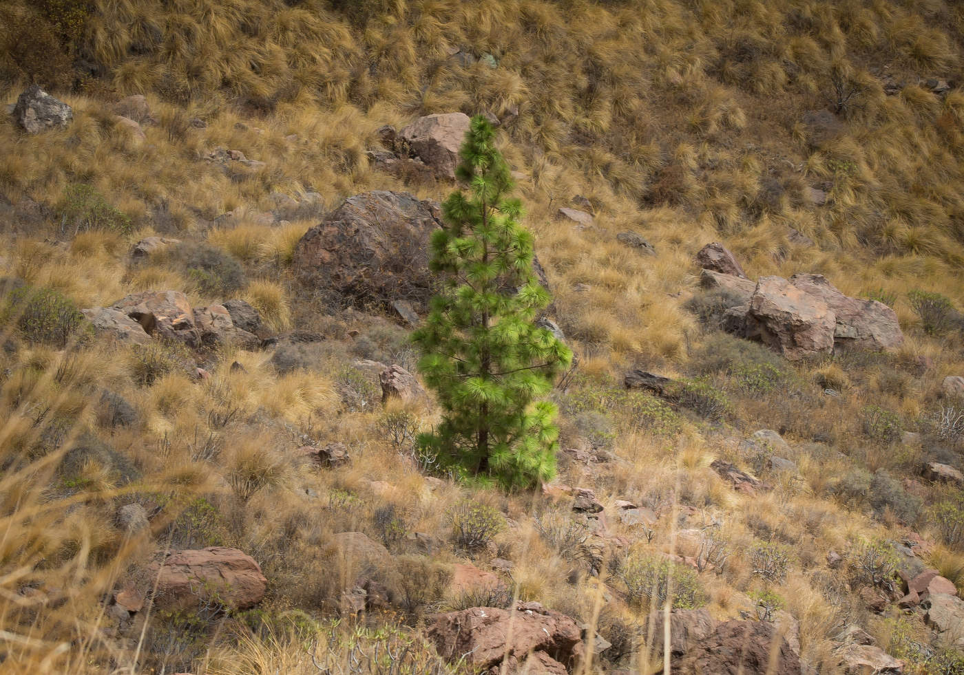 в степи родилась ёлочка