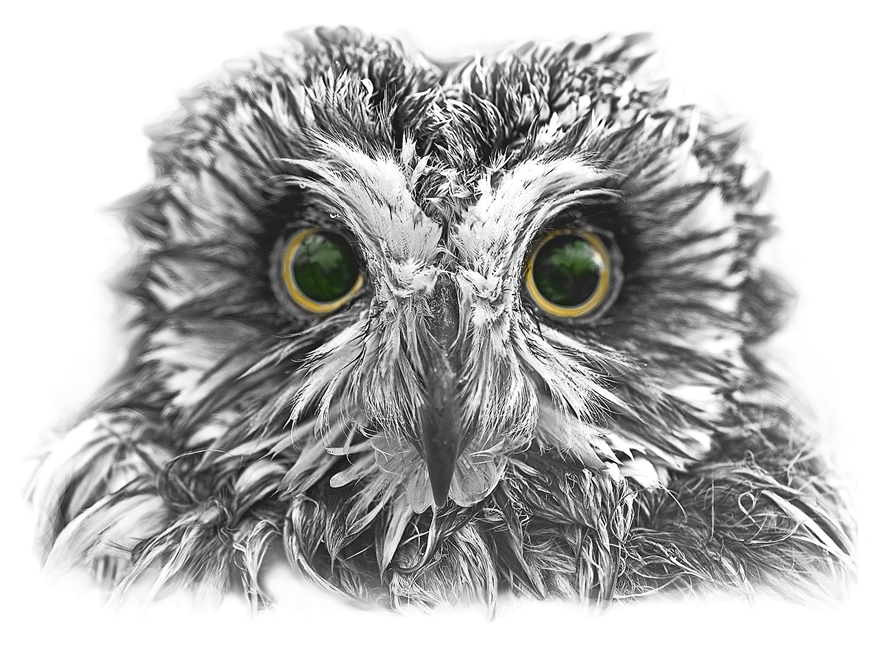 Наше: ЧТО ГДЕ КОГДА