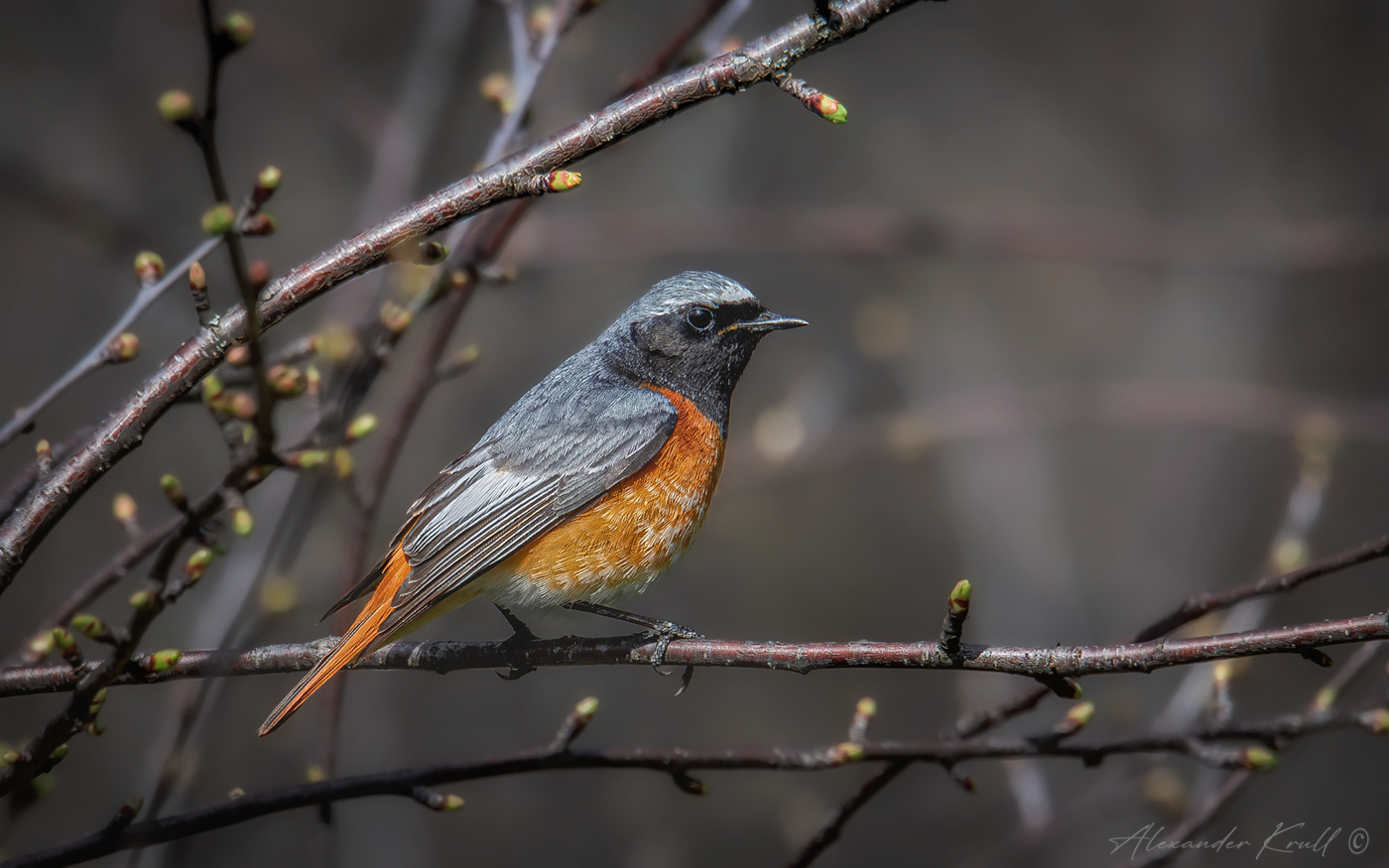 Весенняя горихвостка