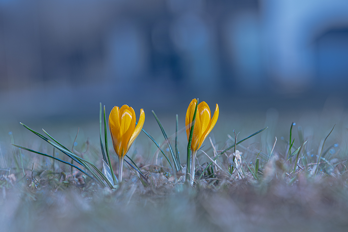 Весне, виват!