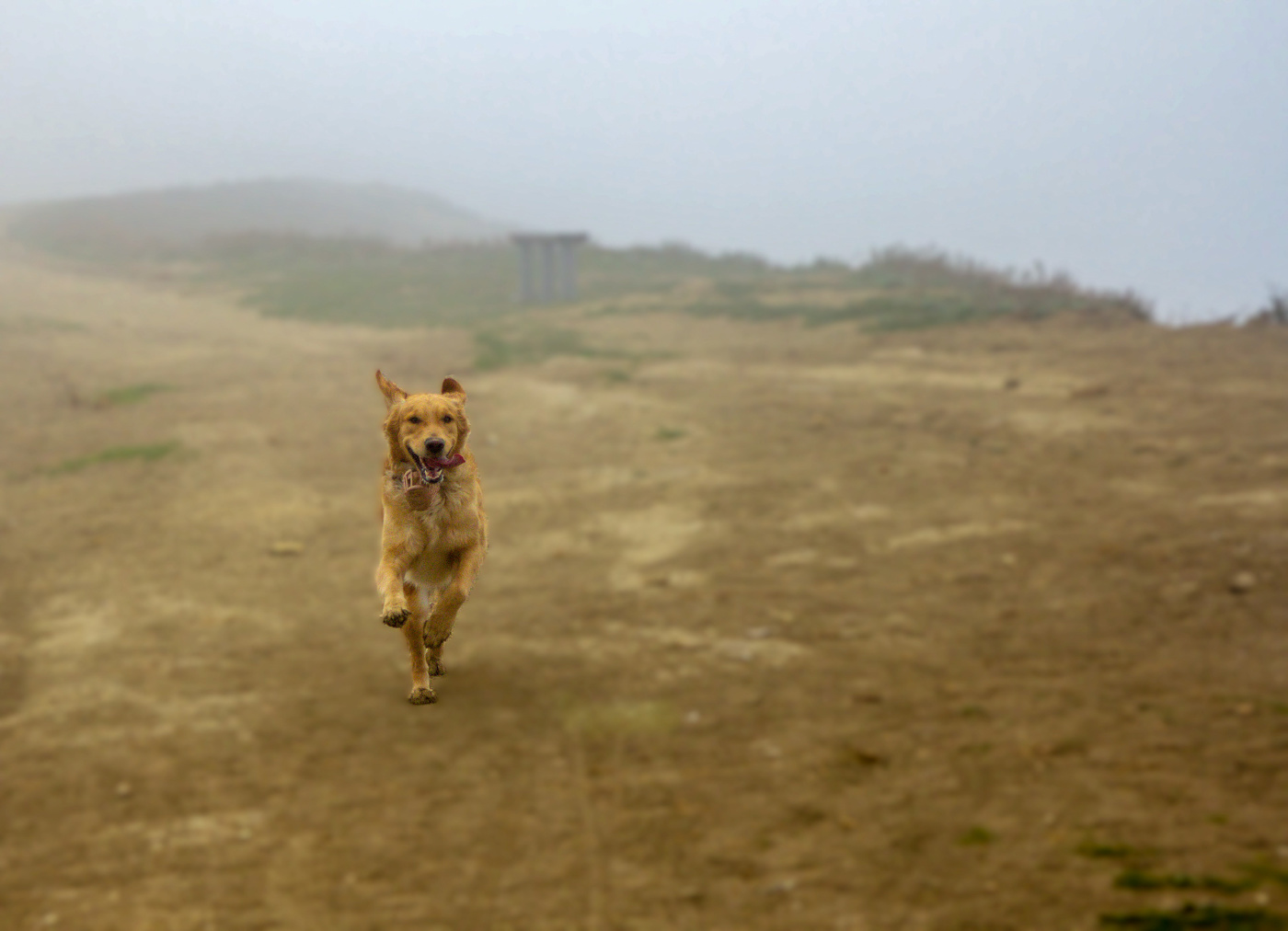 Из тумана вырастая