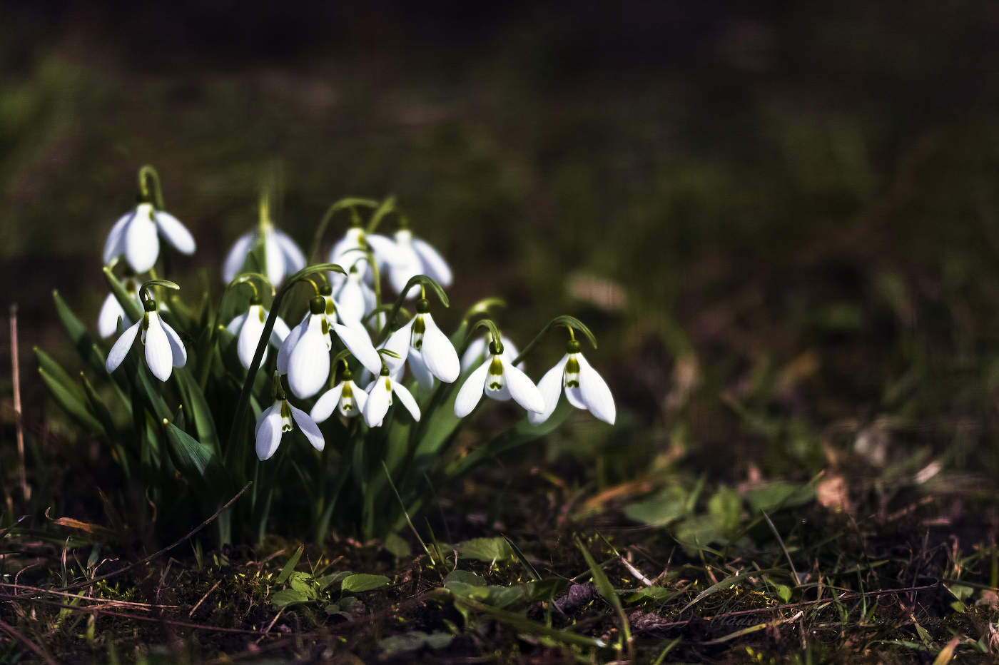 Подснежники