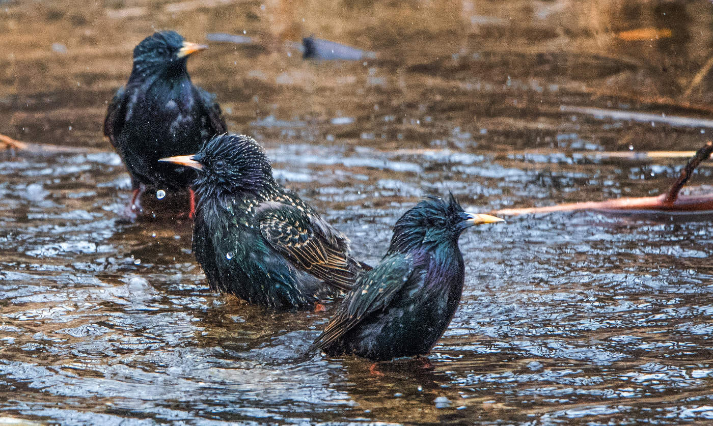 Банный день.