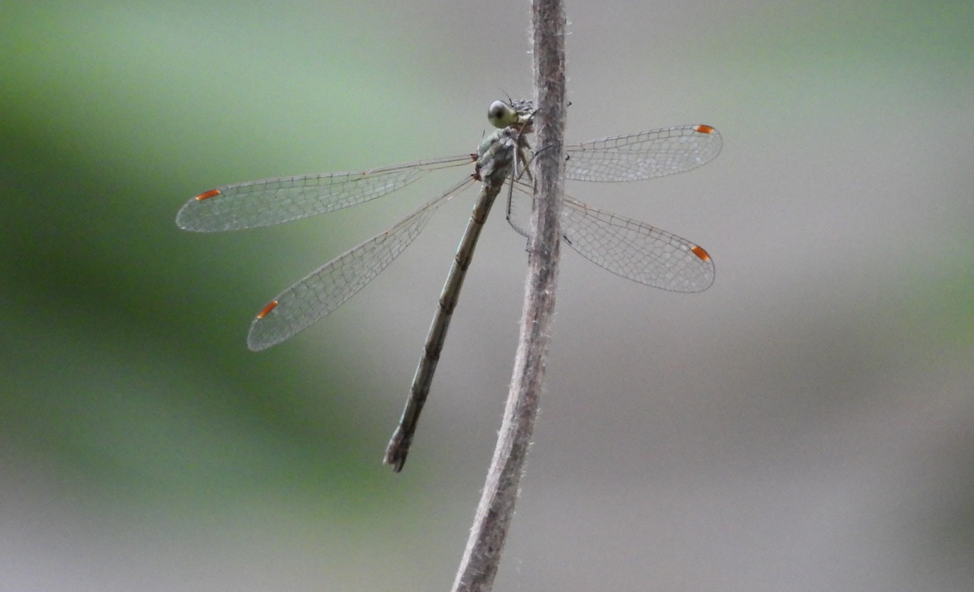 Стрекозиное