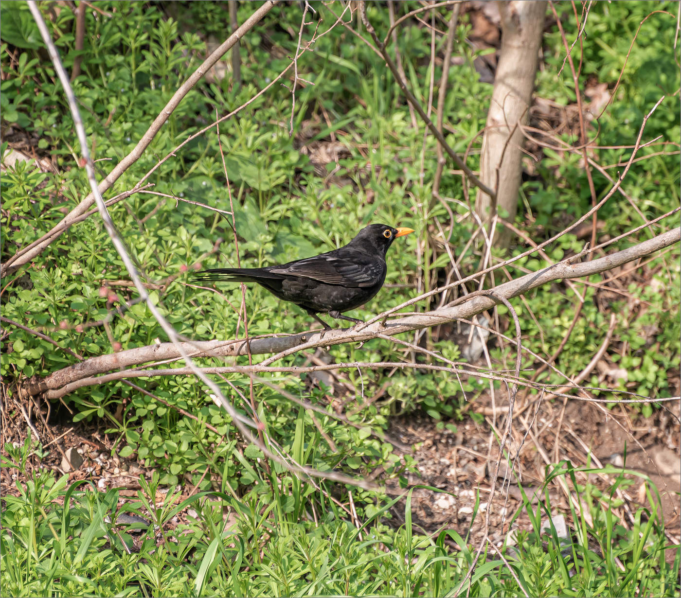 Черный дрозд