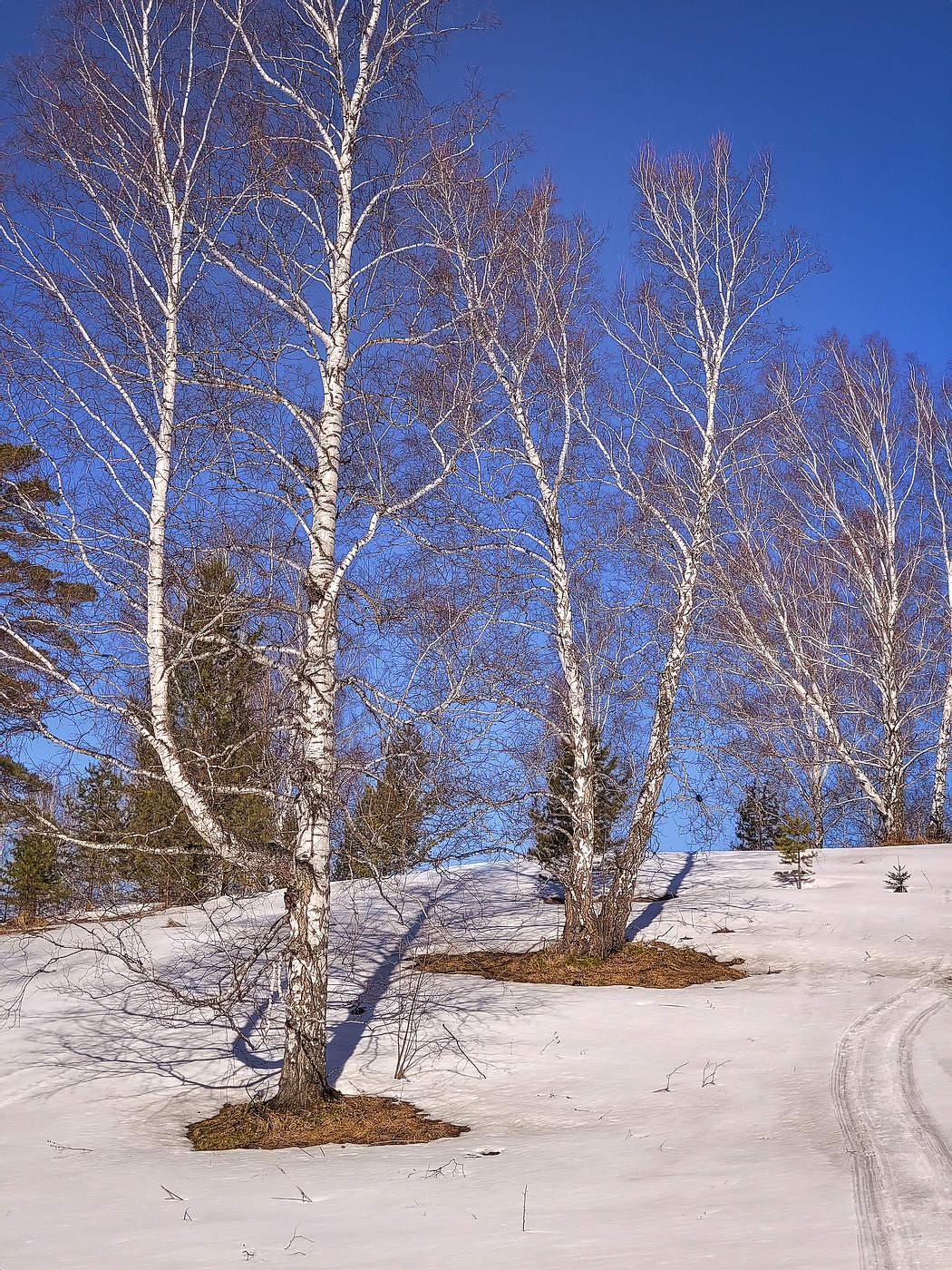 Весенние березки