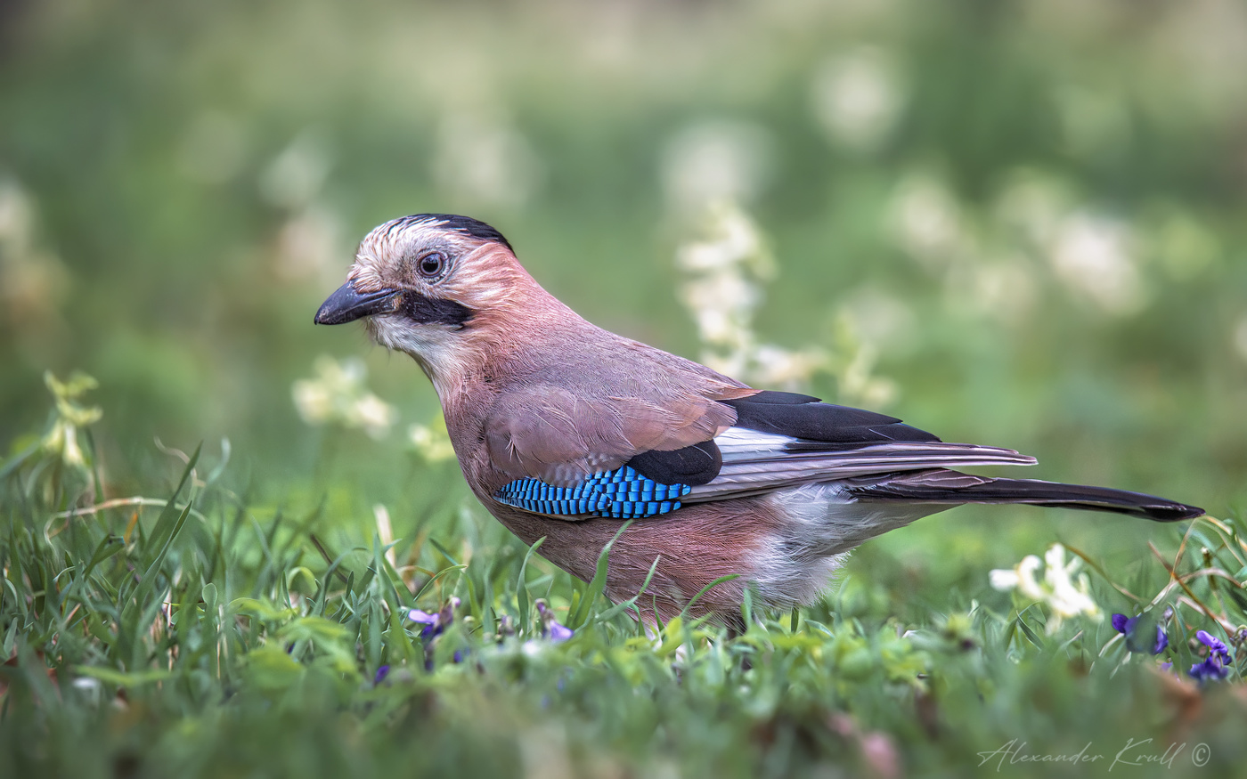 В весенней травке