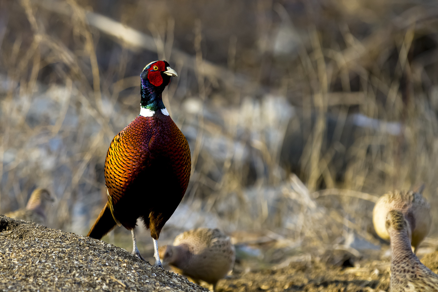 Хозяин гарема
