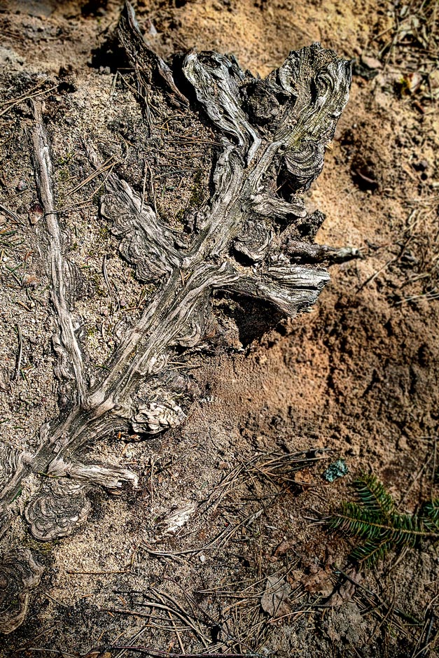 Чудеса Матушки природы