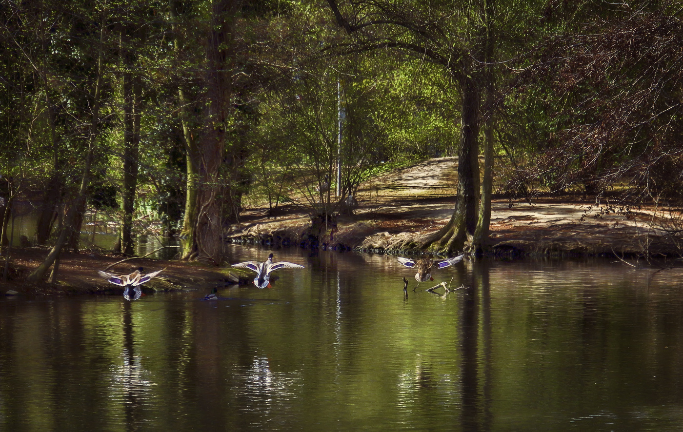 В сквере городском