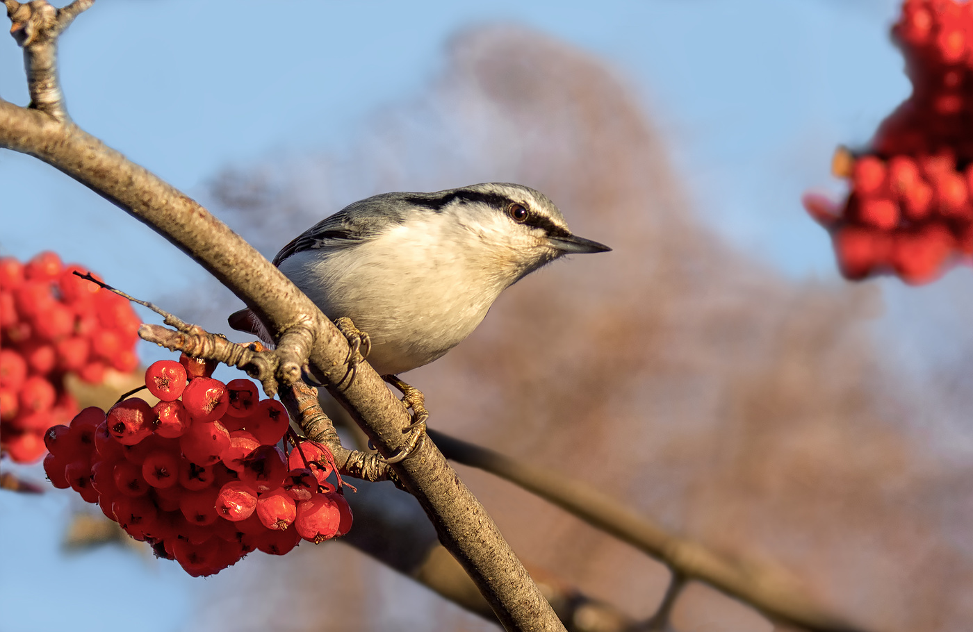Всемирный день птиц!