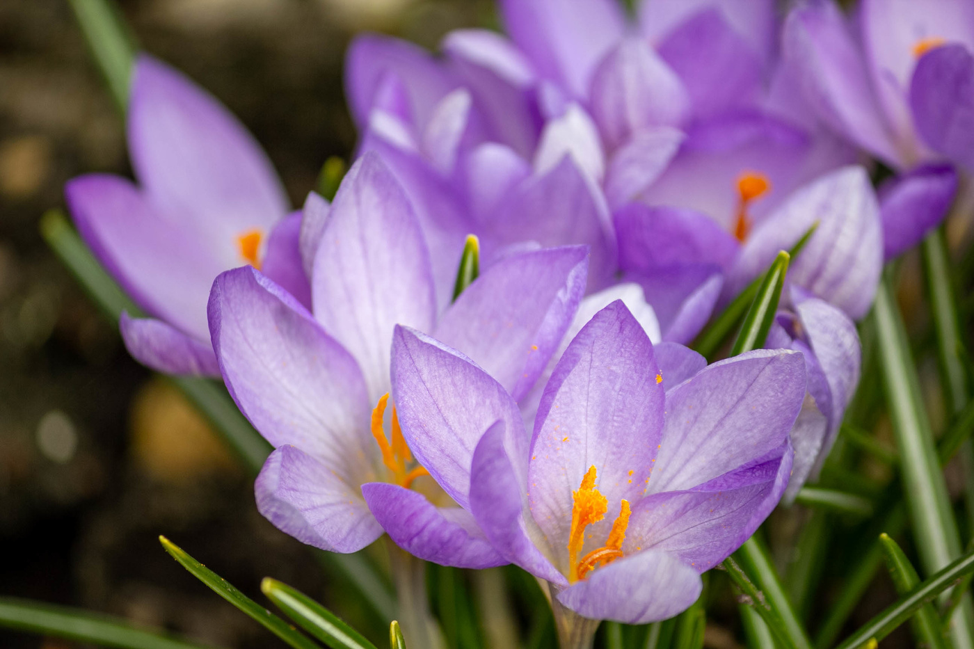 Крокусы
