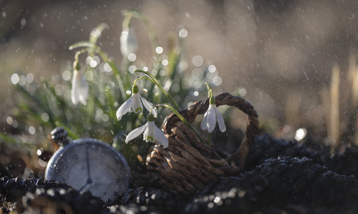 Время подснежников...