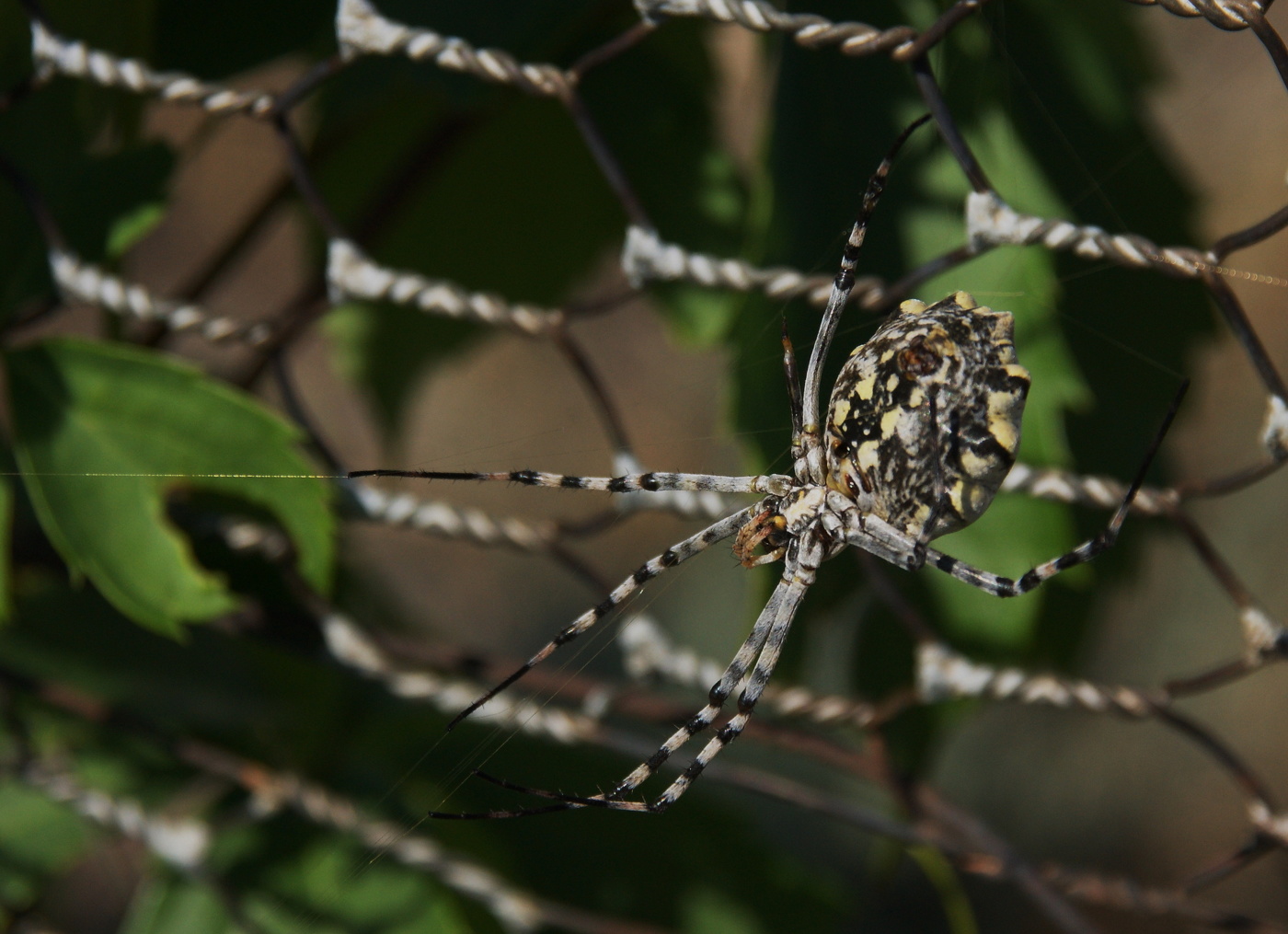 Извечный символ