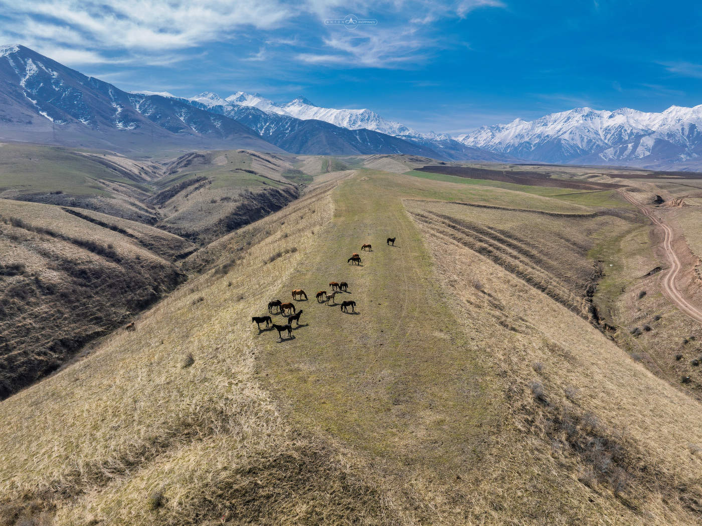 Весенние лошади