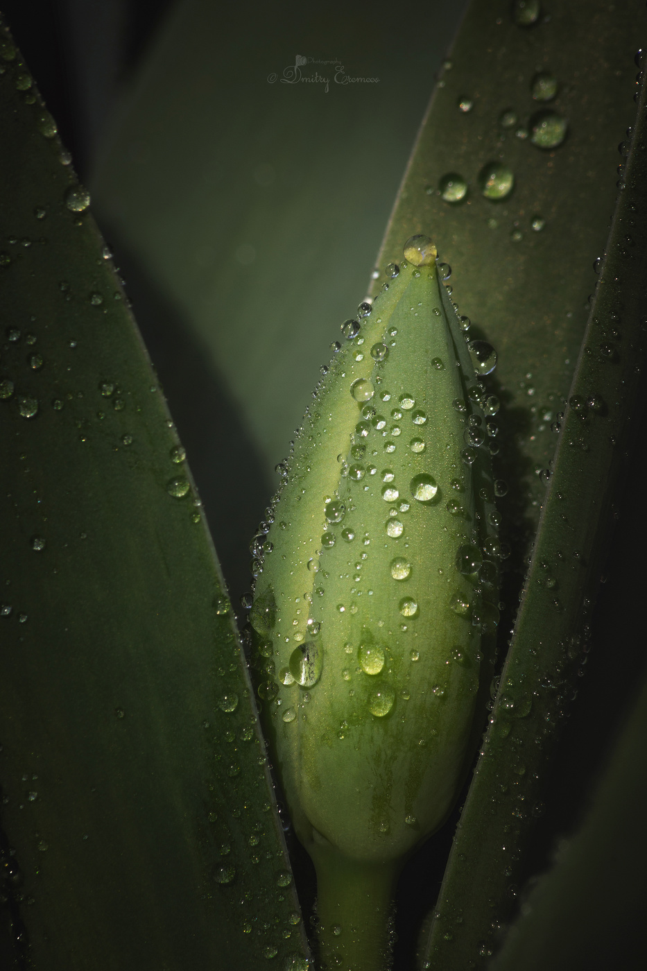 Зарождение...