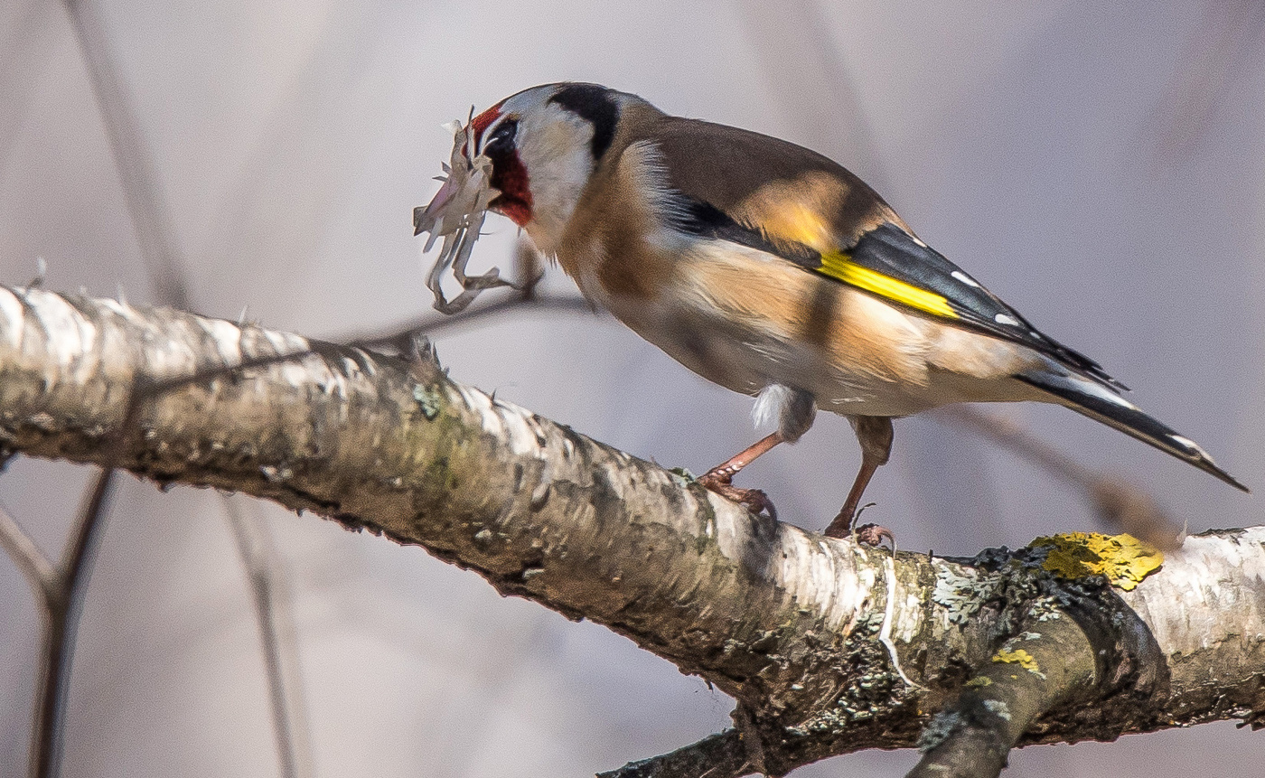 Всё для гнезда...