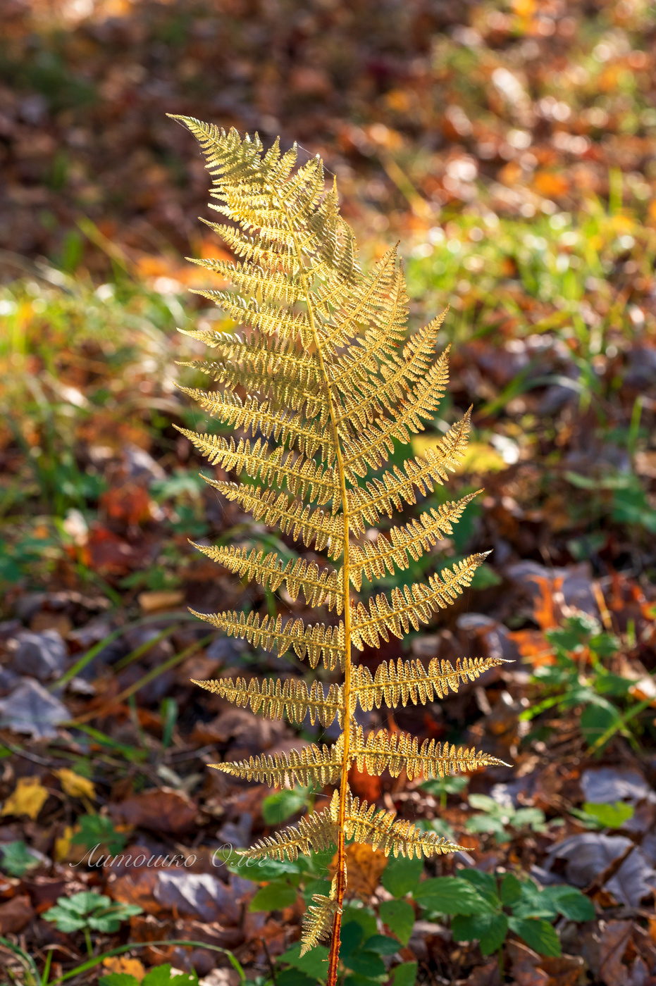 Лист осеннего папоротника.