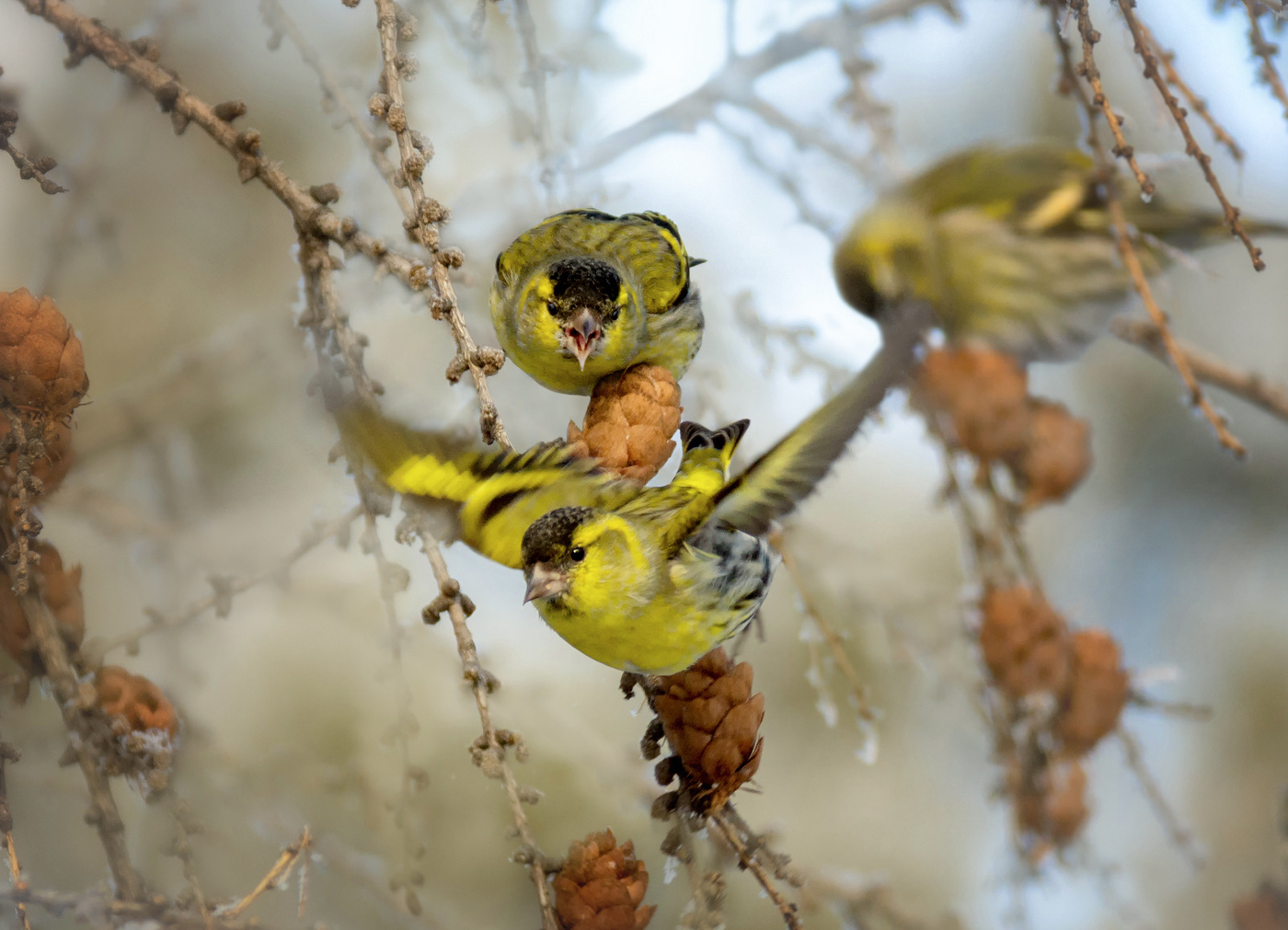 Чижи на зимней лиственнице..