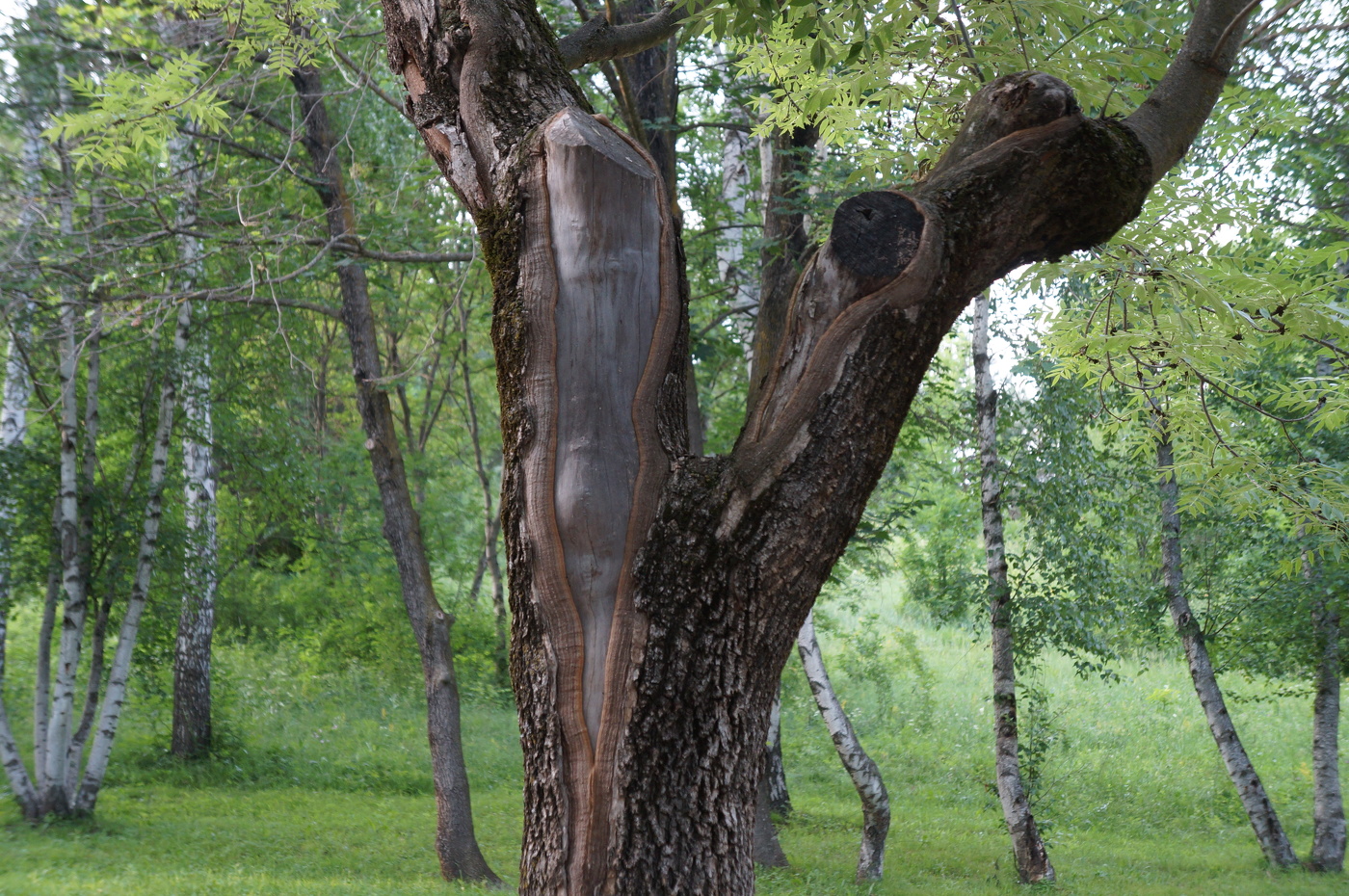 Весна для всех