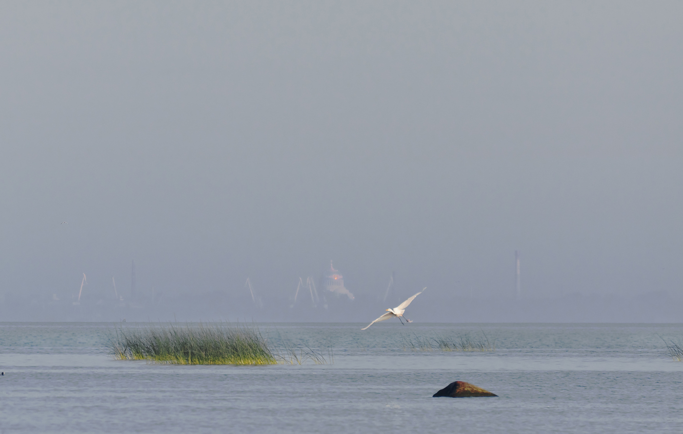 Маркизова лужа 12